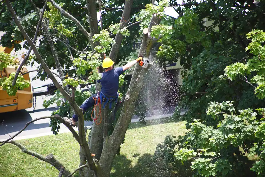 How Storm-damaged Trees Can Impact Your Landscape in Greenacres, FL How Storm-damaged Trees Can Impact Your Landscape in Greenacres, FL