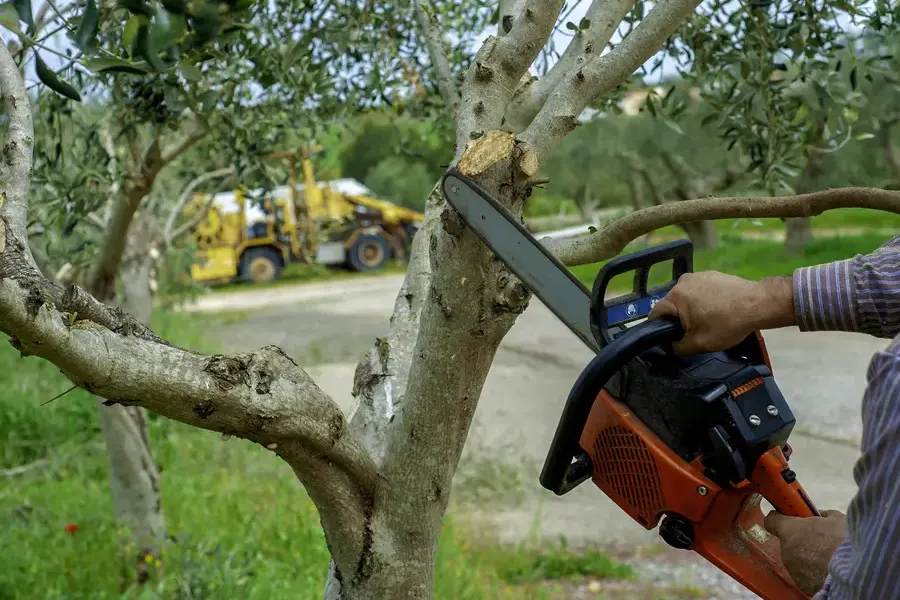 How Tree Trimming Improves Airflow And Sunlight Exposure Greenacres, FL How Tree Trimming Improves Airflow And Sunlight Exposure Greenacres, FL