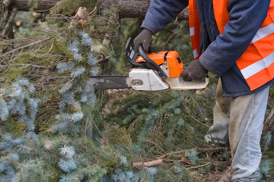 Local Tree Removal Service Greenacres, FL Local Tree Removal Service Greenacres, FL