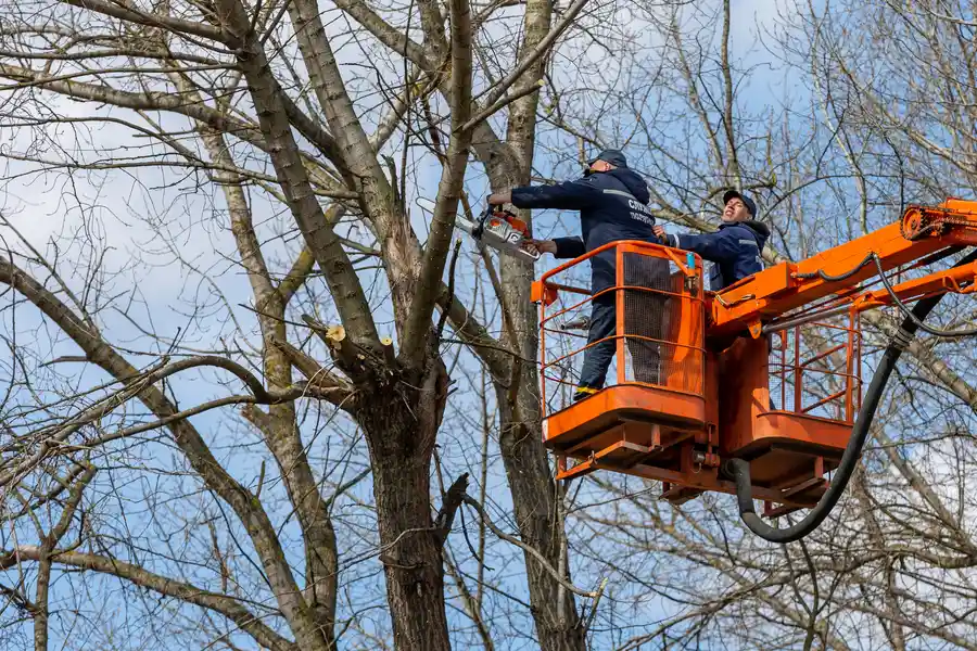 Premium Tree Removal Service Greenacres, FL Premium Tree Removal Service Greenacres, FL
