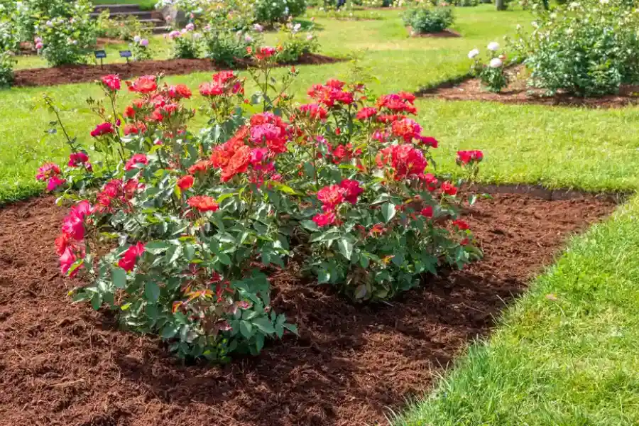 Seasonal Timing Tips For Effective Landscape Mulching in Greenacres, FL Seasonal Timing Tips For Effective Landscape Mulching in Greenacres, FL